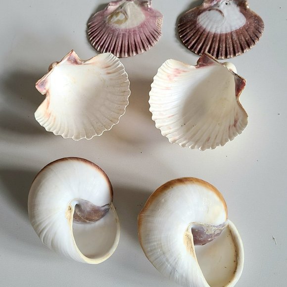 6 large sea shells. - Picture 3 of 5